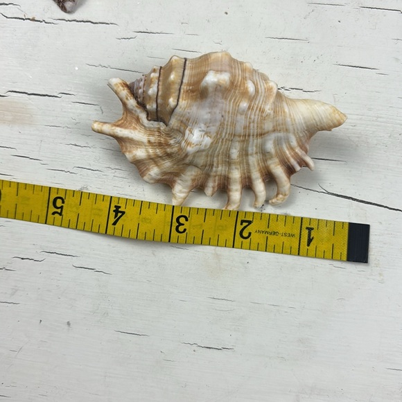 shells - Picture 3 of 15
